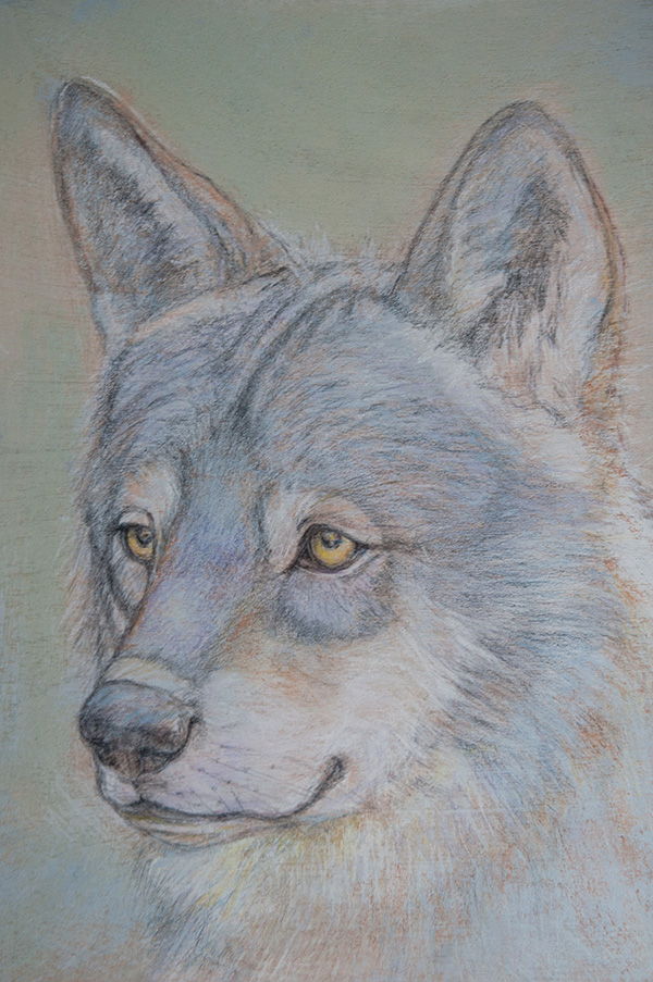 Eurasian Wolf by Nanda Currant
